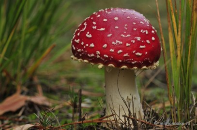 _DSC0073 Paddestoelen Leenderheide