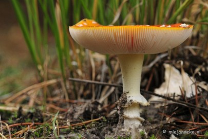 _DSC0079 Paddestoelen Leenderheide