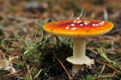 _DSC0086 Paddestoelen Leenderheide