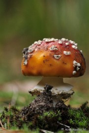 _DSC0102 Paddestoelen Leenderheide