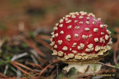 _DSC0109 Paddestoelen Leenderheide