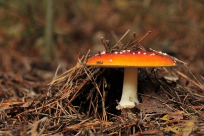 _DSC0128 Paddestoelen Leenderheide