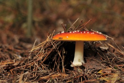 _DSC0128 Paddestoelen Leenderheide