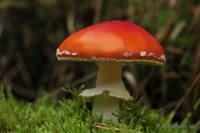 _DSC0137 Paddestoelen Leenderheide