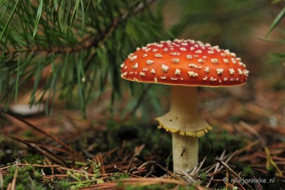 _DSC0142 Paddestoelen Leenderheide