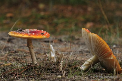 _DSC0151 Paddestoelen Leenderheide