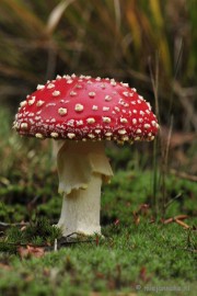 _DSC0155 Paddestoelen Leenderheide