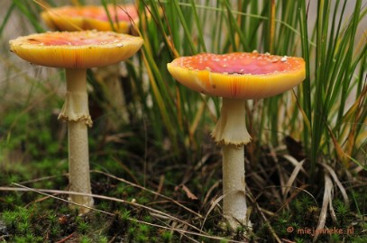 _DSC0167 Paddestoelen Leenderheide