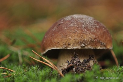 _DSC0171 Paddestoelen Leenderheide