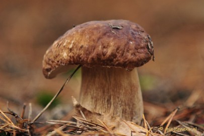 _DSC0198 Paddestoelen Leenderheide