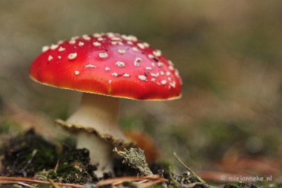 _DSC0202 Paddestoelen Leenderheide