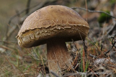 _DSC0219 Paddestoelen Leenderheide