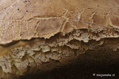 _DSC0224 Paddestoelen Leenderheide