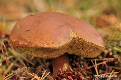 _DSC9873 Paddestoelen Leenderheide