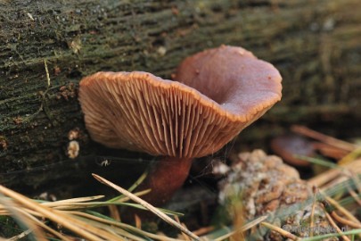 _DSC9943 Paddestoelen Leenderheide