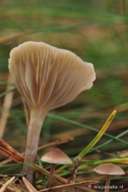 _DSC9966 Paddestoelen Leenderheide