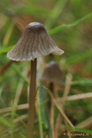 _DSC9975 Paddestoelen Leenderheide