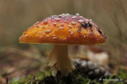 _DSC9998 Paddestoelen Leenderheide