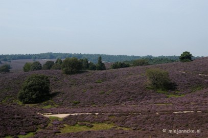 _DSC3000 Posbank Veluwe zoom