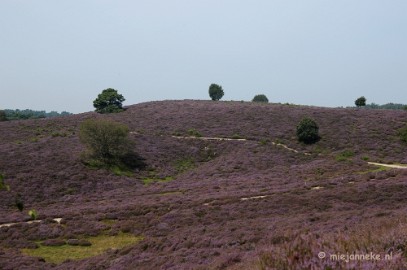 _DSC3001 Posbank Veluwe zoom