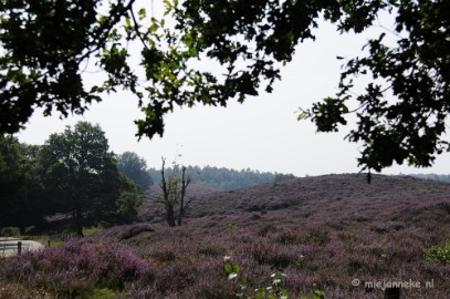 _DSC3004 Posbank Veluwe zoom