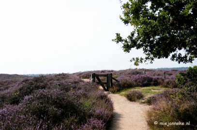 _DSC3011 Posbank Veluwe zoom