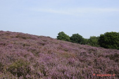 _DSC3019 Posbank Veluwe zoom