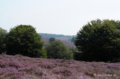 _DSC3020 Posbank Veluwe zoom