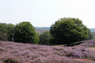 _DSC3024 Posbank Veluwe zoom