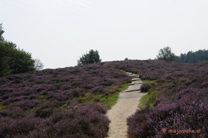 _DSC3026 Posbank Veluwe zoom