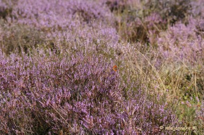 _DSC3031 Posbank Veluwe zoom