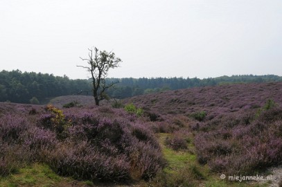 _DSC3040a Posbank Veluwe zoom