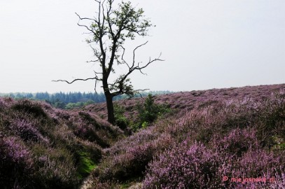 _DSC3043a Posbank Veluwe zoom