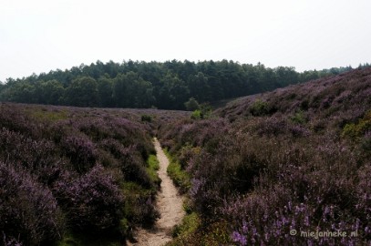 _DSC3044 Posbank Veluwe zoom