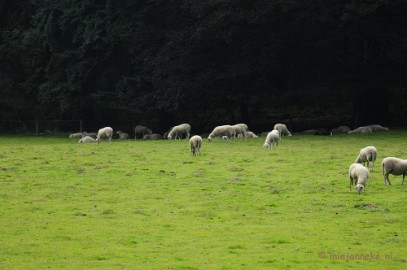 _DSC3109 Posbank Veluwe zoom