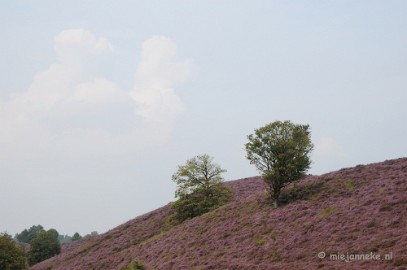 _DSC3131 Posbank Veluwe zoom