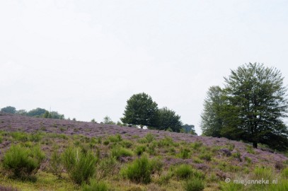 _DSC3134 Posbank Veluwe zoom