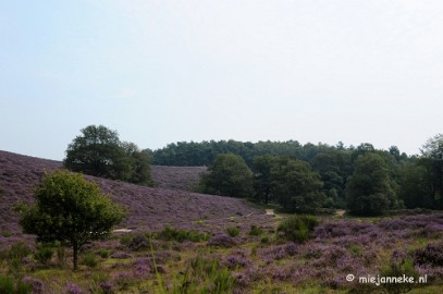 _DSC3138 Posbank Veluwe zoom