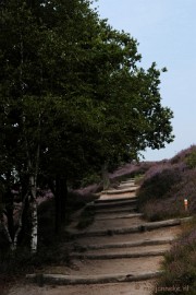 _DSC3142 Posbank Veluwe zoom