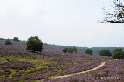 _DSC3150 Posbank Veluwe zoom