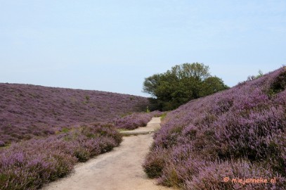 _DSC3151 Posbank Veluwe zoom