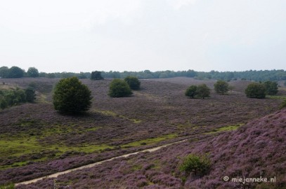 _DSC3153 Posbank Veluwe zoom