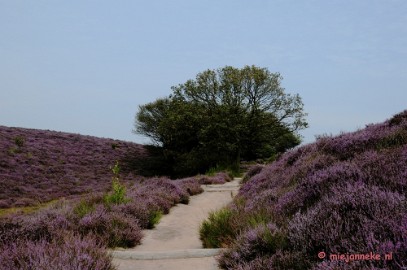 _DSC3155a Posbank Veluwe zoom