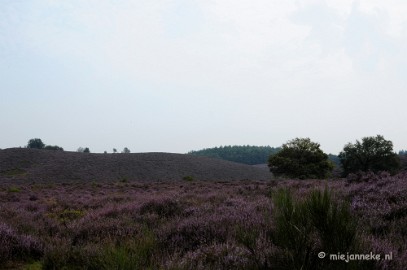 _DSC3163 Posbank Veluwe zoom