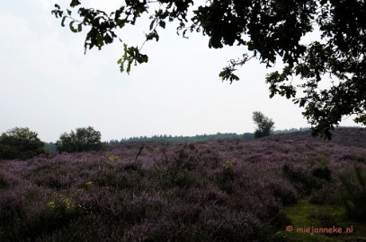 _DSC3164 Posbank Veluwe zoom