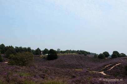 _DSC3170 Posbank Veluwe zoom