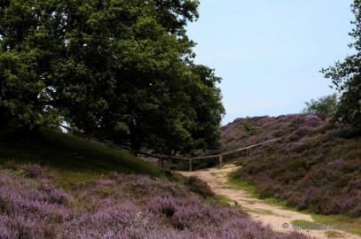 _DSC3171 Posbank Veluwe zoom