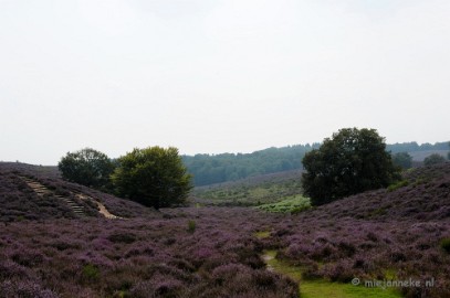 _DSC3175 Posbank Veluwe zoom