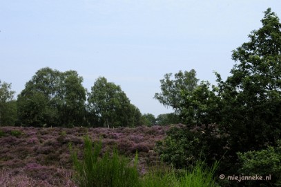 _DSC3183 Posbank Veluwe zoom