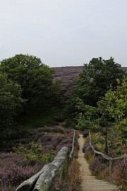 _DSC3184 Posbank Veluwe zoom